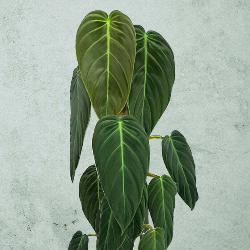 Philodendron gigas