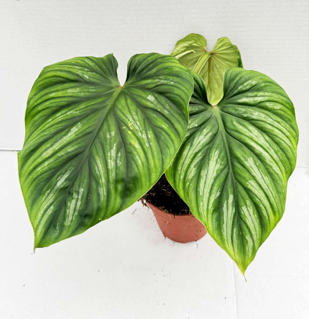 Philodendron plowmanii