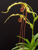Carica l&#39;immagine nel visualizzatore Galleria, Phragmipedium popowii
