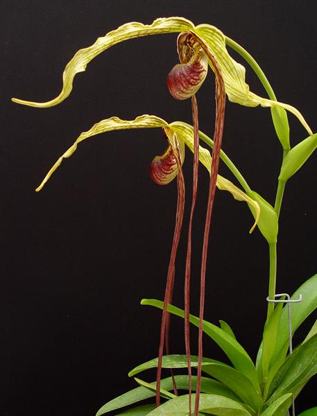 Phragmipedium popowii