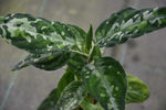 Carica l&#39;immagine nel visualizzatore Galleria, Aglaonema pictum tricolor
