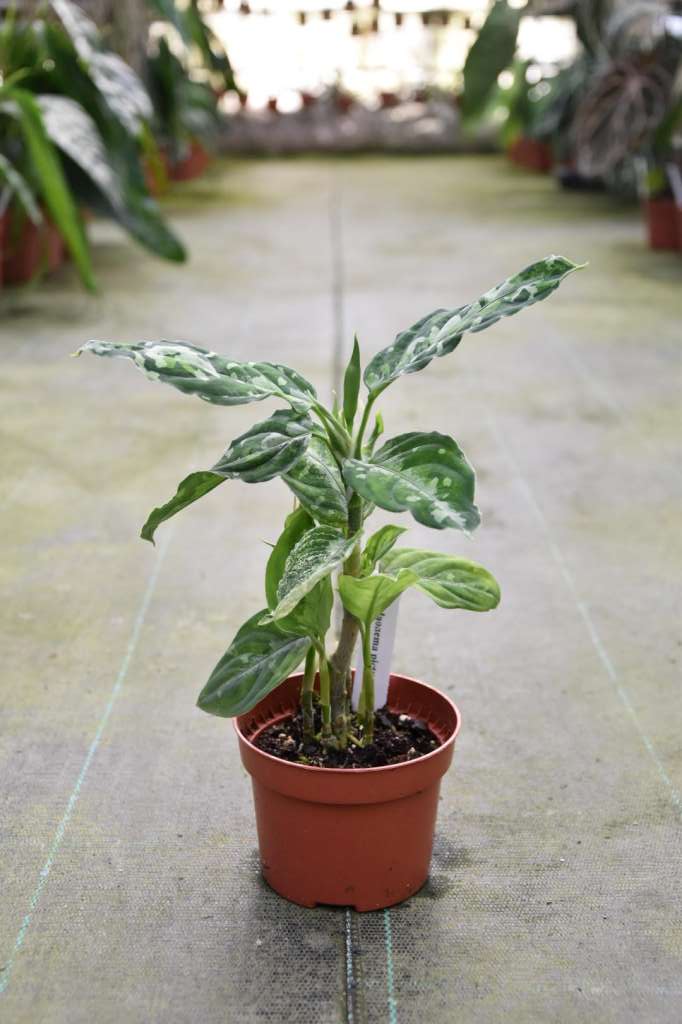 Aglaonema pictum tricolor