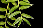 Load image into Gallery viewer, Dendrobium aphyllum syn. pierardii (variegata)
