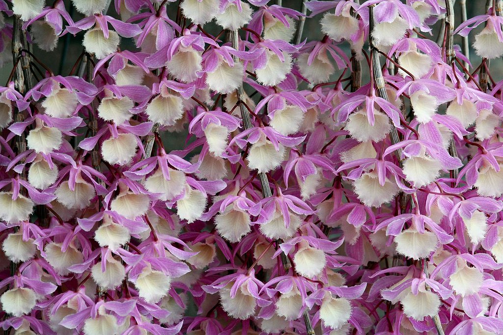 Dendrobium pierardii x loddigesii