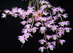 Carica l&#39;immagine nel visualizzatore Galleria, Dendrobium pierardii x loddigesii
