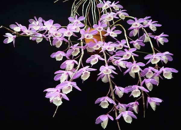 Dendrobium pierardii x loddigesii