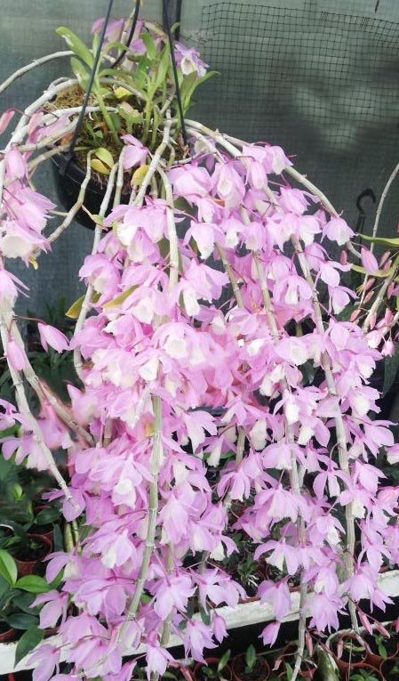 Dendrobium pierardii x loddigesii