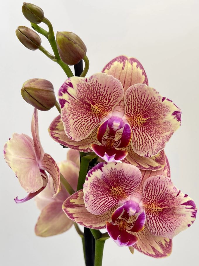 Phalaenopsis Pirate Picotee 'Peloric'