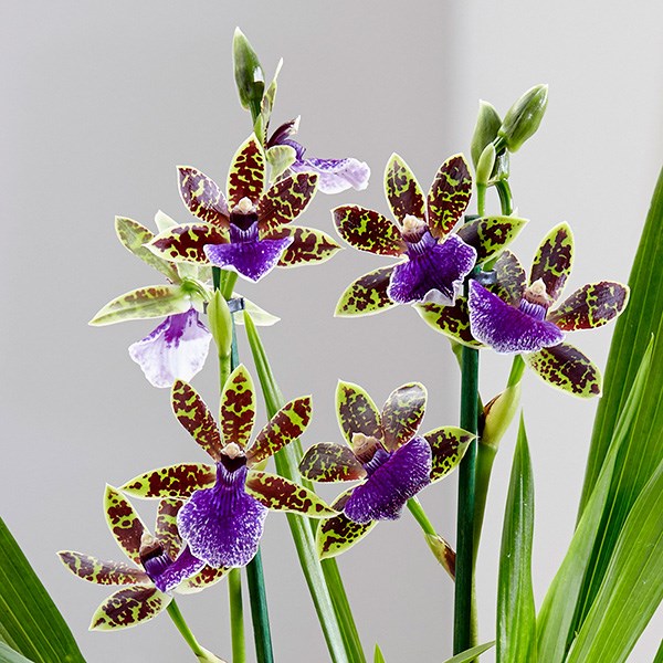 Zygopetalum Trozy Blue