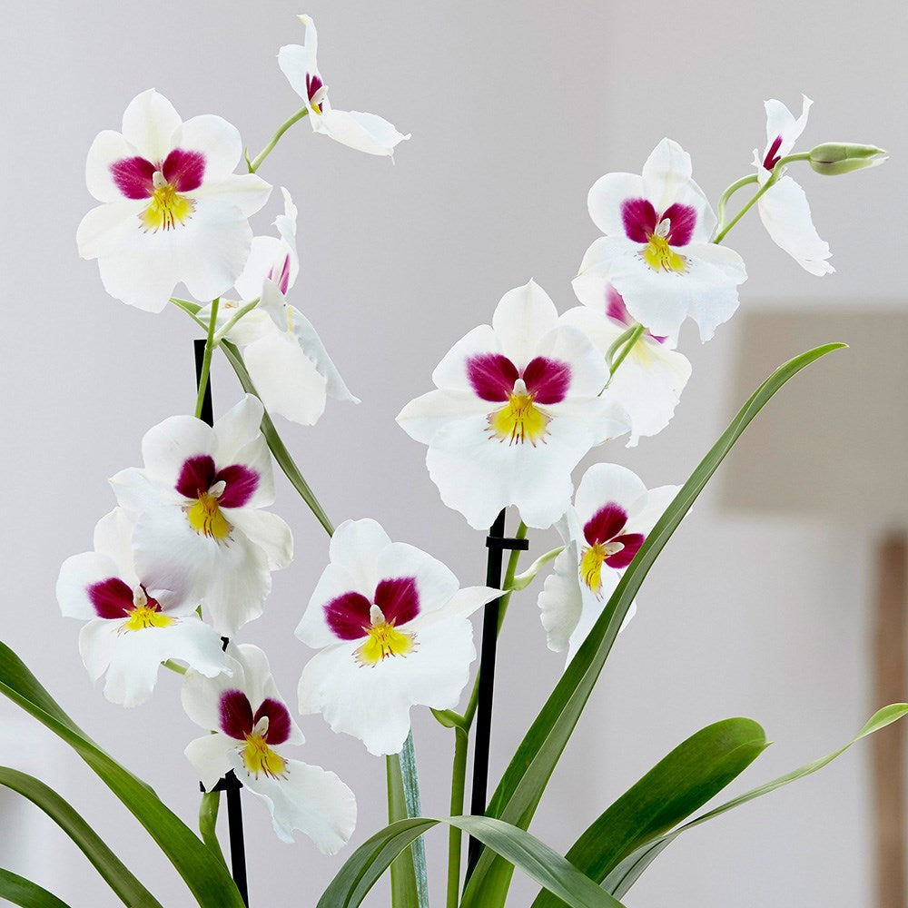 Miltoniopsis Herr Alexander