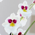 Carica l'immagine nel visualizzatore Galleria, Miltoniopsis Herr Alexander