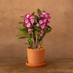 Carica l'immagine nel visualizzatore Galleria, Dendrobium nobile 'Bouquet Purple Rain'