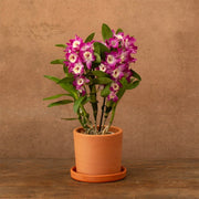 Dendrobium nobile 'Bouquet Purple Rain'