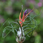 Carica l&#39;immagine nel visualizzatore Galleria, Tillandsia bulbosa
