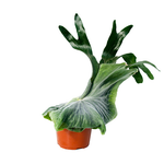 Load image into Gallery viewer, Platycerium superbum
