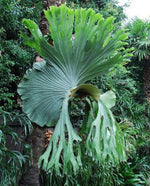 Load image into Gallery viewer, Platycerium superbum
