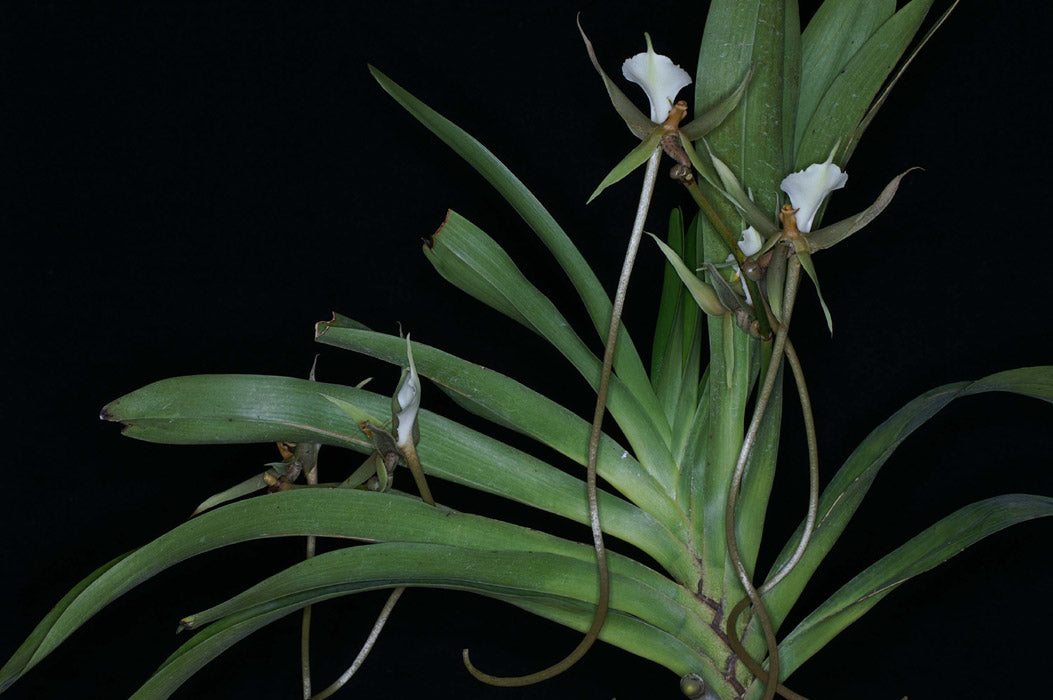 Plectrelminthus caudatus