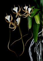 Carica l&#39;immagine nel visualizzatore Galleria, Plectrelminthus caudatus
