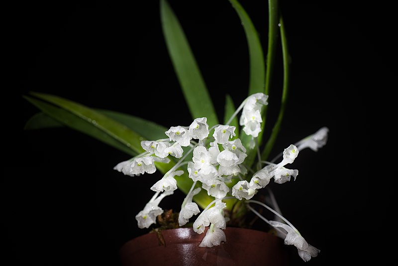 Podangis dactyloceras