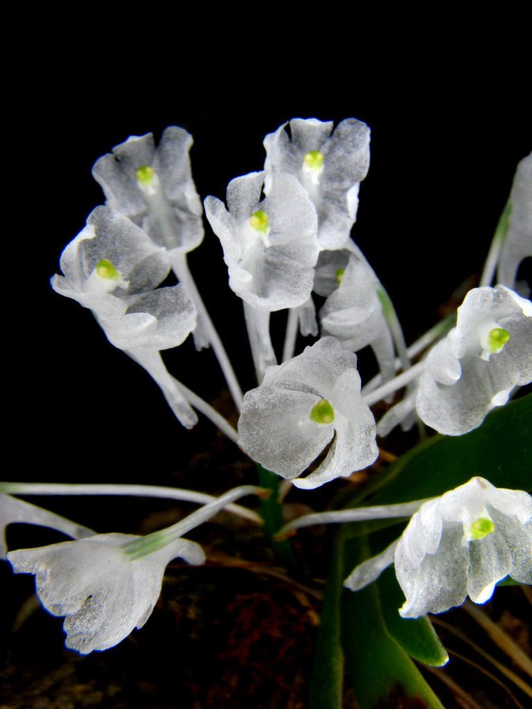 Podangis dactyloceras 