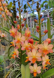 Vandaenopsis Prapin (Phal. pulcherrima × V. Pralor)