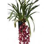 Load image into Gallery viewer, Cymbidium Cascade &#39;Prem&#39;
