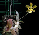 Load image into Gallery viewer, Psychopsiella limminghei
