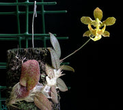 Psychopsiella limminghei