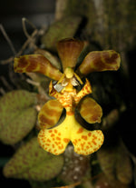 Load image into Gallery viewer, Psychopsiella limminghei
