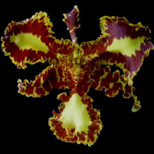 Psychopsis mariposa peloric