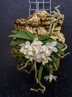 Load image into Gallery viewer, Pteroceras semiteretifolium
