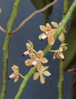 Load image into Gallery viewer, Pteroceras teres
