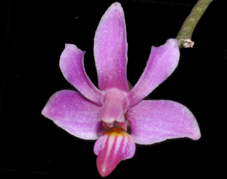 Phalaenopsis San Shia Swan (pulcherrima x finleyi)