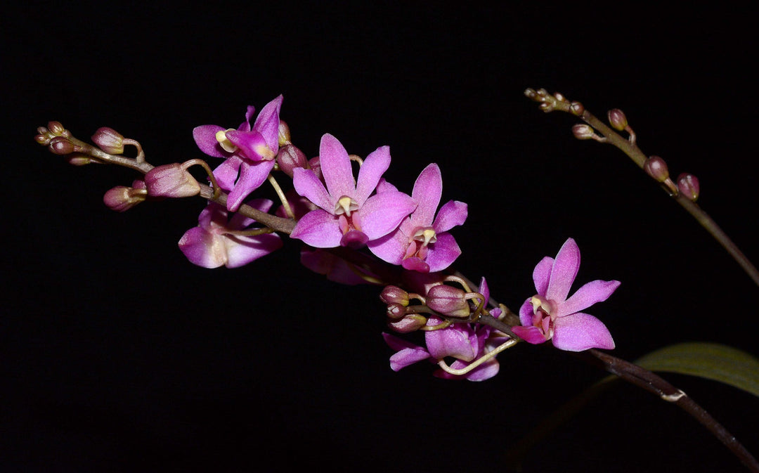 Phalaenopsis San Shia Swan (pulcherrima x finleyi)