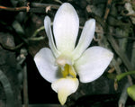Load image into Gallery viewer, Phalaenopsis San Shia Swan var. alba (pulcherrima x finleyi)