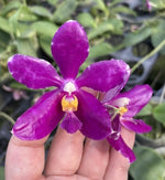 Carica l&#39;immagine nel visualizzatore Galleria, Phalaenopsis pulchra (Big and Dark) Mainshow
