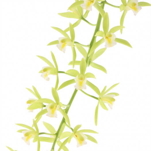 Cymbidium Cascade 'Pumilow'