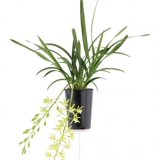 Cymbidium Cascade 'Pumilow'