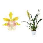 Carica l'immagine nel visualizzatore Galleria, Oncidium Pupukea