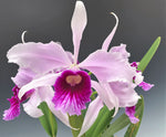 Carica l&#39;immagine nel visualizzatore Galleria, Cattleya (syn. Laelia) purpurata f. rosada
