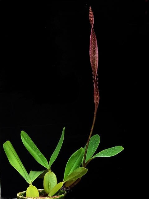 Bulbophyllum purpureorhachis