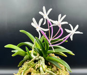 Neofinetia falcata 'Raizan' 雷山