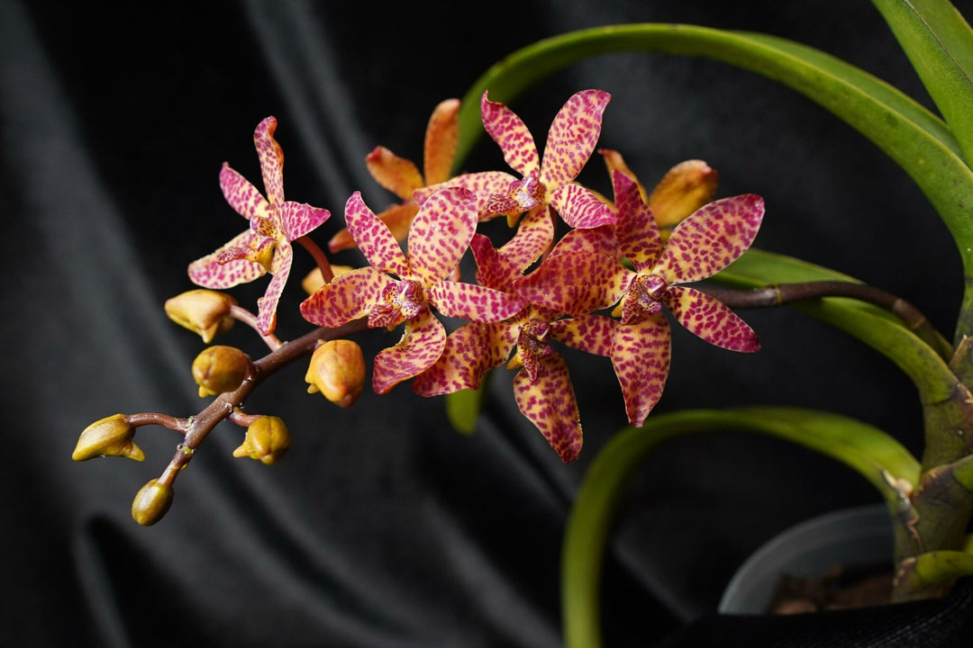 Renanstylis Arizona Star (Renanthera bella × Rhynchostylis gigantea)