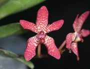 Renanstylis Arizona Star (Renanthera bella × Rhynchostylis gigantea)