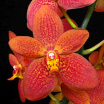 Carica l&#39;immagine nel visualizzatore Galleria, Renantanda Paul Gumos (Vanda Kulwadee Fragrance x Renanthera philippinensis)
