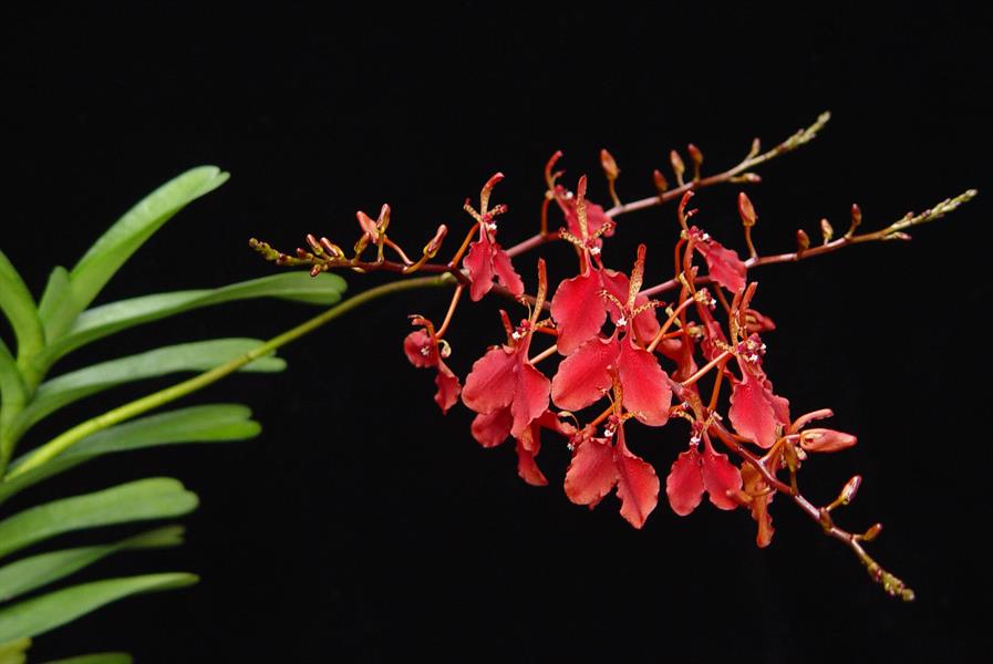 Renanthera imshootiana
