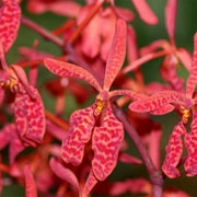 Renanthera King Crimson (philippinensis × monachica)