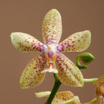 Carica l&#39;immagine nel visualizzatore Galleria, Phalaenopsis rheingold x pallens
