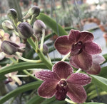 Carica l&#39;immagine nel visualizzatore Galleria, Rhynchostylis gigantea x V. lourdes apostal
