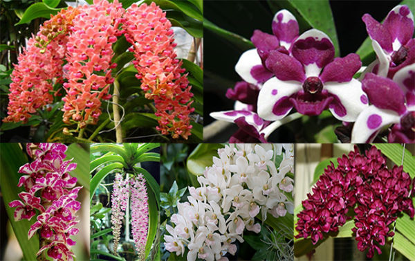 Rhynchostylis gigantea Mix - XXL